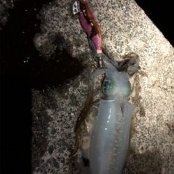 アオリイカシーズンイン