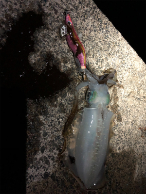 アオリイカシーズンイン