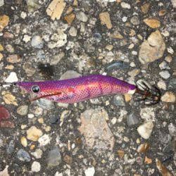 秋アオリGET (^^)