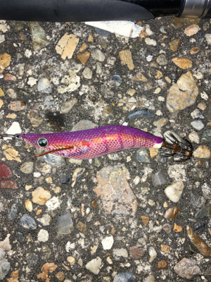 秋アオリGET (^^)