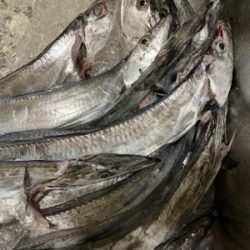 テンヤタチウオ