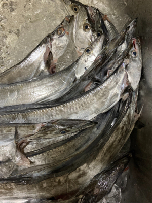 テンヤタチウオ