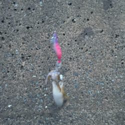 秋イカ坊主6回目卒業