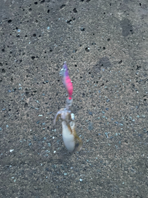 秋イカ坊主6回目卒業