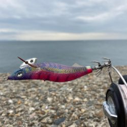 秋イカは数釣り＼(^o^)／