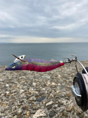 秋イカは数釣り＼(^o^)／