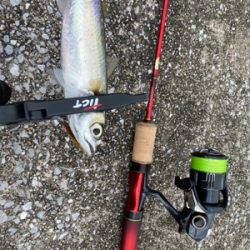 色々な魚がいっぱ〜い