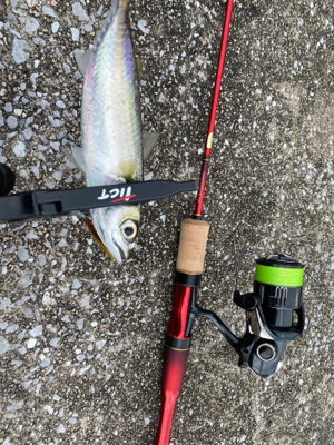 色々な魚がいっぱ〜い