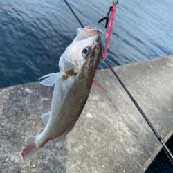 自転車で渡船まで…