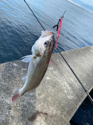 自転車で渡船まで…