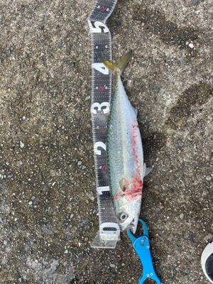 ショアジギング