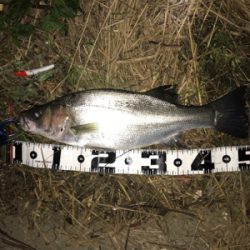 つ抜けに届かず…