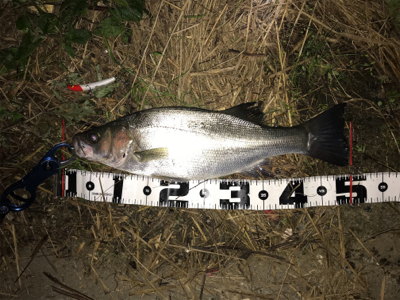 つ抜けに届かず…