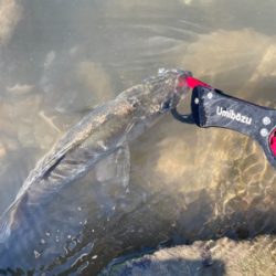 今年の夏初めての真昼間釣行