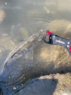 今年の夏初めての真昼間釣行