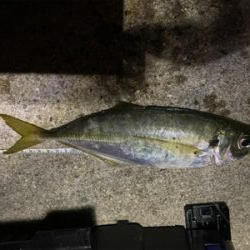 ジグ単で尺連発