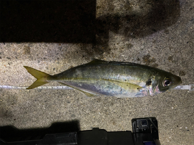 ジグ単で尺連発