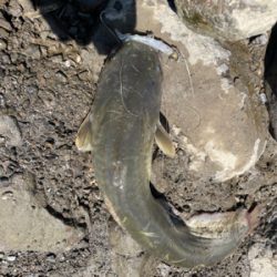 調子に乗って大物狙い