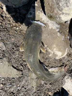 調子に乗って大物狙い