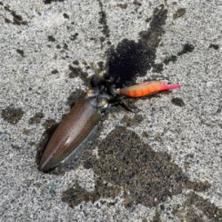 当たり日　アオリ20杯