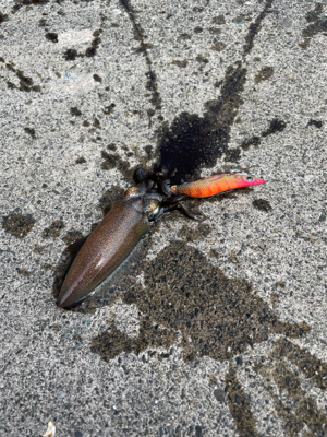 当たり日　アオリ20杯