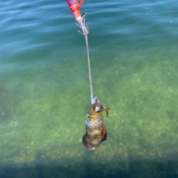 秋イカエギング