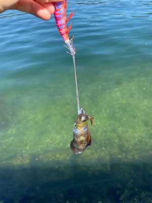 秋イカエギング