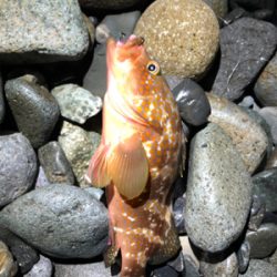 ソゲとロックフィッシュ少々