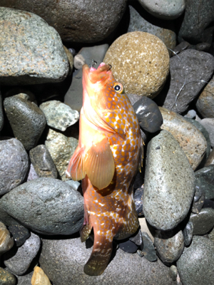 ソゲとロックフィッシュ少々