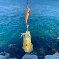 朝マズメエギング