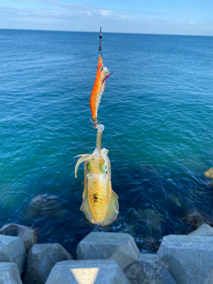 朝マズメエギング