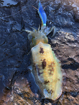 2021 佐渡ヶ島エギング 10回目