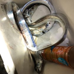 息子SUBARUとナイトフィッシング