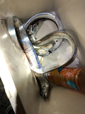 息子SUBARUとナイトフィッシング