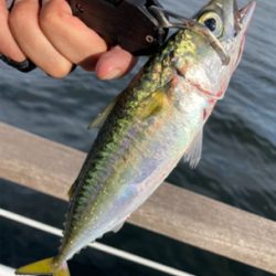 鯖ナブラから鯖無限城再び。。。