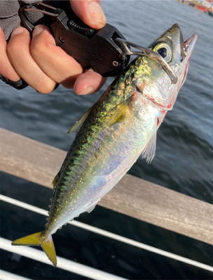 鯖ナブラから鯖無限城再び。。。