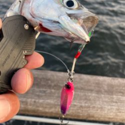 太刀魚は姿消し。今朝も鯖ナブラ無限城。。