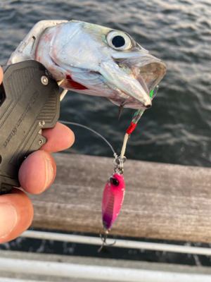 太刀魚は姿消し。今朝も鯖ナブラ無限城。。