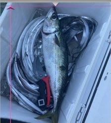 テンヤタチウオ