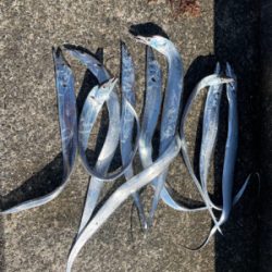 田辺市某漁港にて太刀魚爆釣！