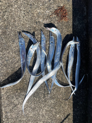 田辺市某漁港にて太刀魚爆釣！