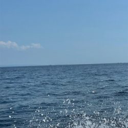 初魚種2種追加!!