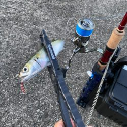 早朝は底までサバ