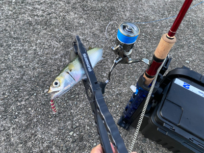 早朝は底までサバ