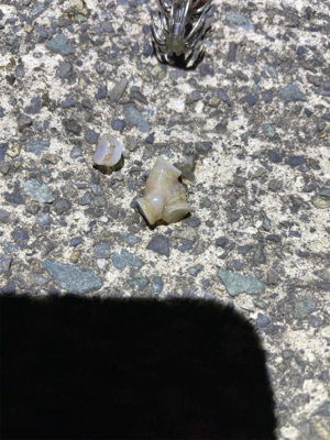 何とか1杯　坊主は免れた