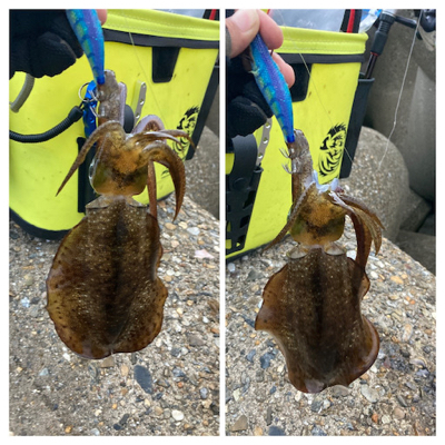 秋イカ釣りは楽しい\(^o^)/