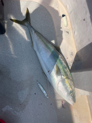 舞鶴沖スローピッチジャーク