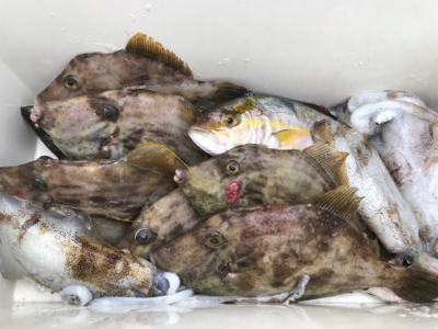 色々釣れました