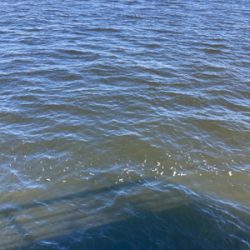 潮質改善されず。朝イチ中鯖少しのみ。。