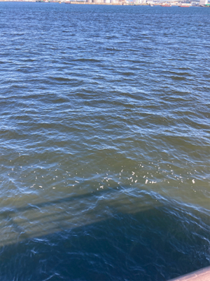 潮質改善されず。朝イチ中鯖少しのみ。。